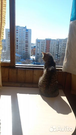 Отдам в добрые руки кошку