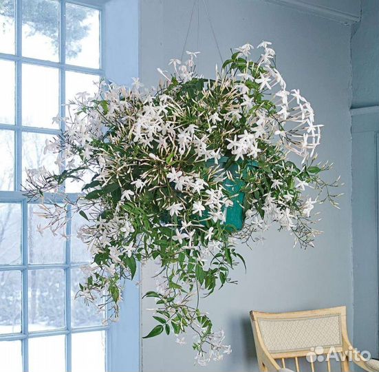 Жасмин полиантум