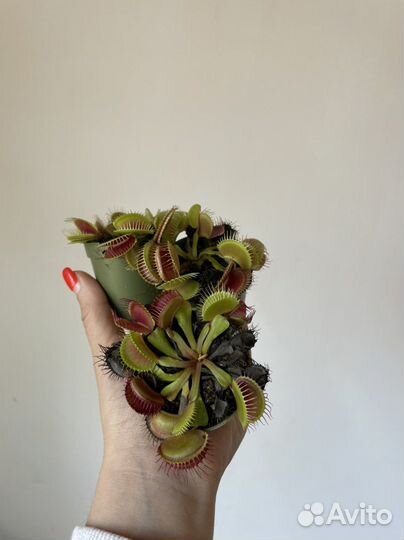 Венерина мухоловка Комнатные растения