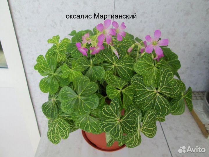 Оксалис (кислица) regnellii ‘Triangularis’Cupido