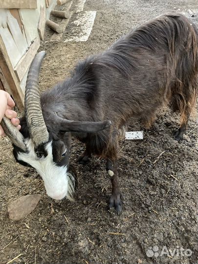 Коза дойная молочная