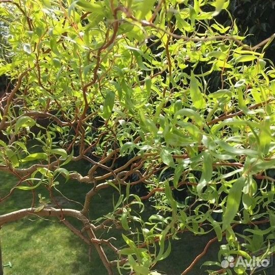 Барбарисы, ива, форзиция