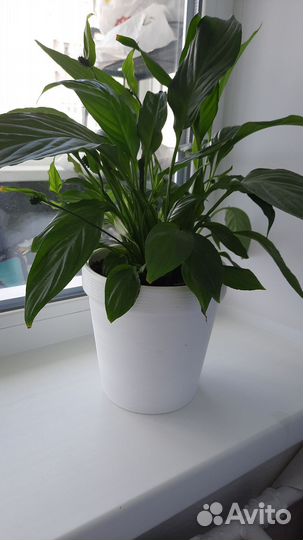 Спатифиллум