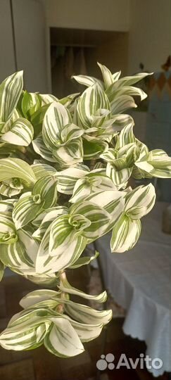 Традесканция