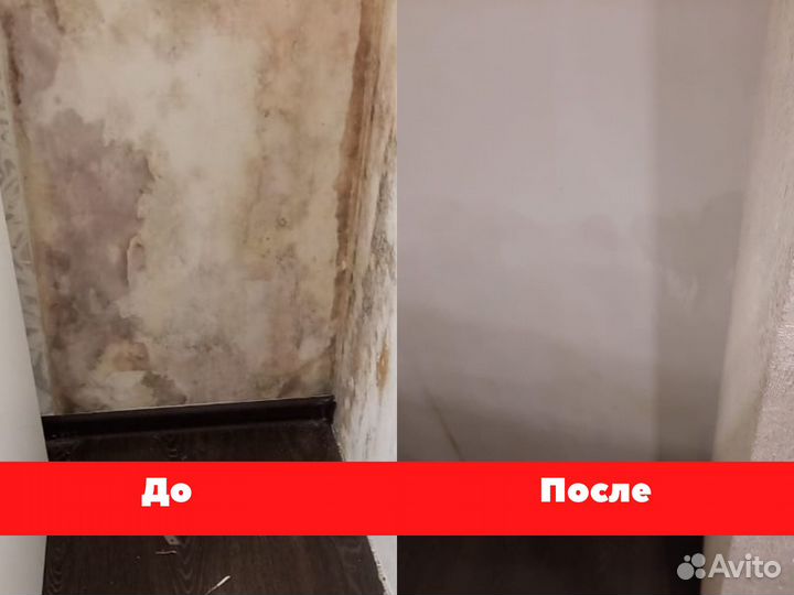 Удаление/ Обработка Плесени/ Дезинфекция