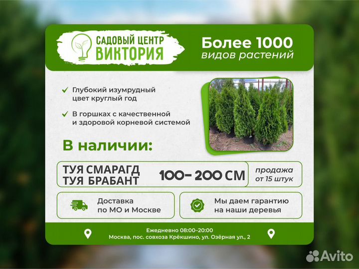 Саженцы Туя Смарагд 120-140см из питомника