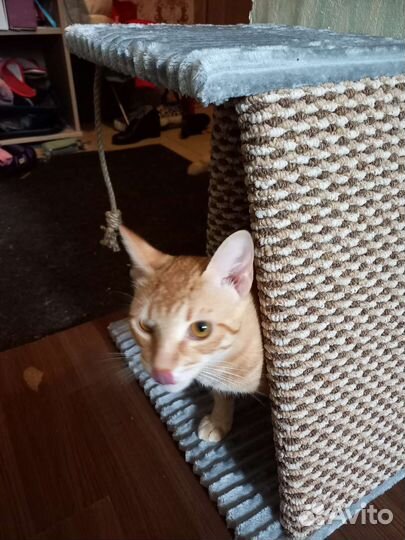 Когтеточка