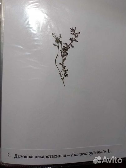 Гербарии без корней