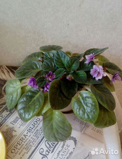 Комнатные растения: фуксии и фиалка