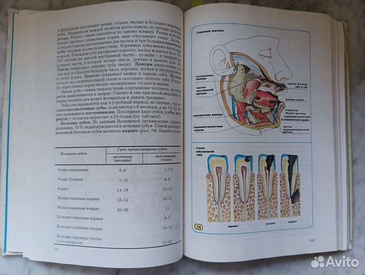 Биология человека Шабатура Н.Н