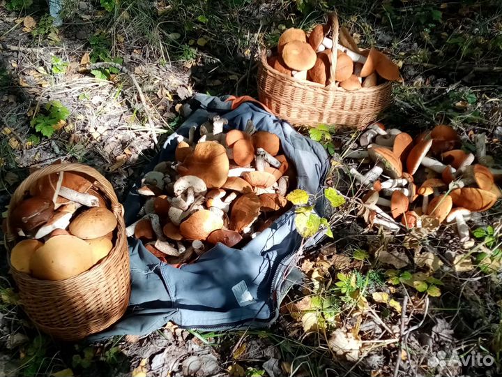 Грибы свежие