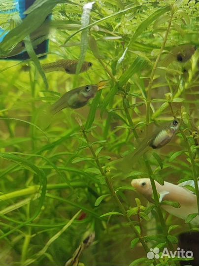 Креветки Вишня 20р. Гуппи эндлера