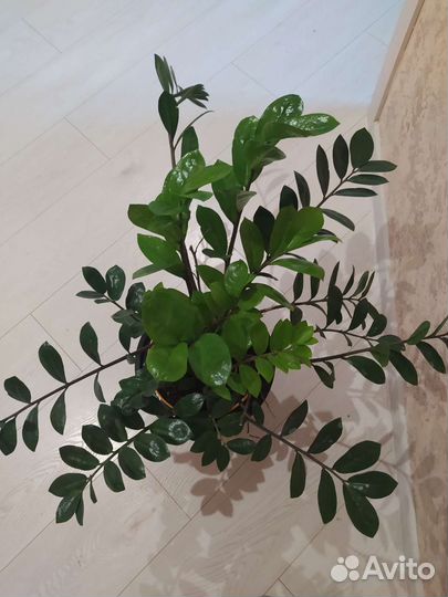 Замиокулькас. Денежное дерево. Бугенвилия