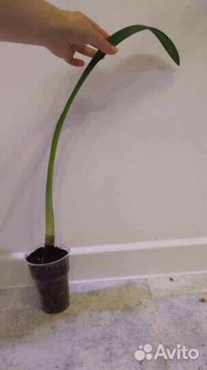 Гиппеаструм (без сорта)