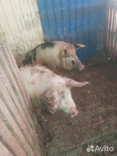 Мясо свинина домашняя