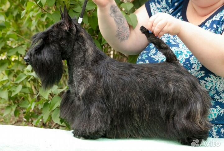 Вязка скотч-терьер