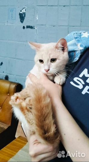 Котята 6 мес в добрые руки