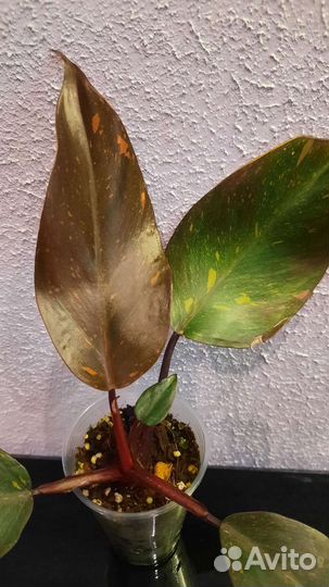 Филодендрон Оранжевая принцесса