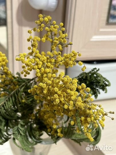 Мимоза сухоцвет