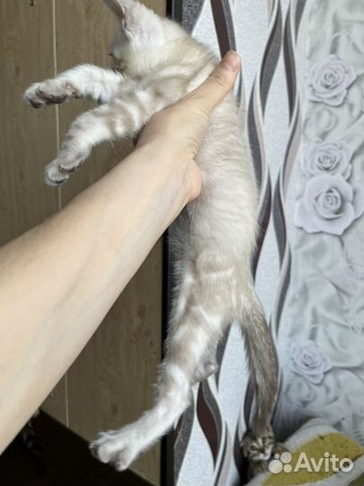 Бенгальские котята