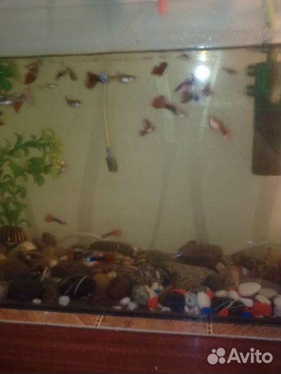 Мальки гуппи