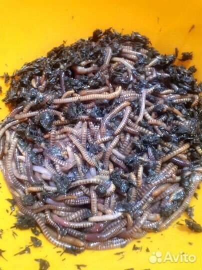 Калифорнийские черви