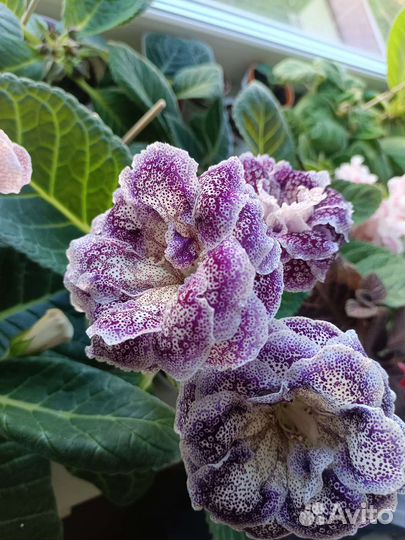 Глоксинии листы, есть взрослые растения