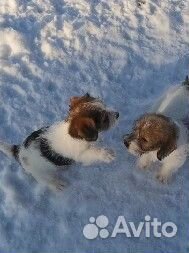 Итальянского происхождения Джек Рассел щенки