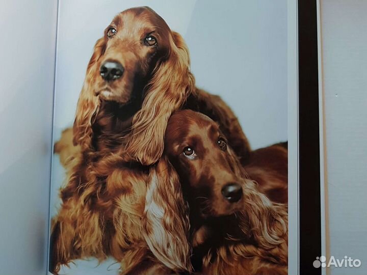 Рейчел Хейл 101 фотогерой / 101 котомодель