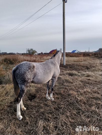 Продам лошадь