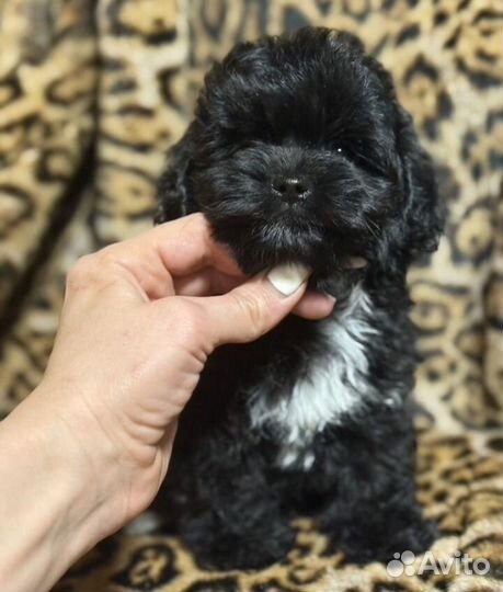 Мальтипу f1 mini