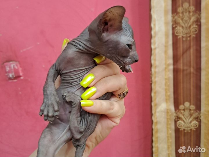 Канадский сфинкс котенок