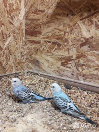 Волнистый попугай