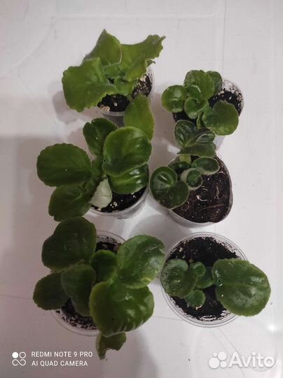 Набор сортовых фиалок