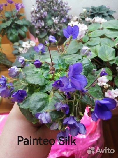 Фиалка мини и трелеры