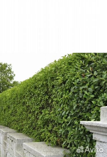 Бирючина обыкновенная