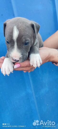 Стаффордширский терьер щенки