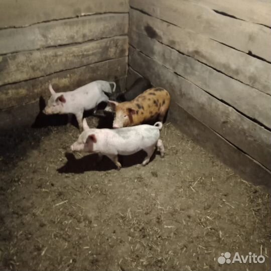 Поросенок ландрас-дюрок