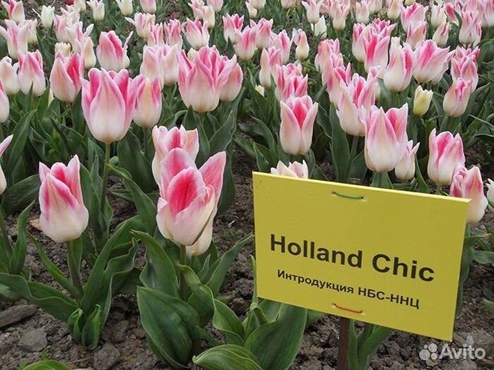 Луковицы тюльпанов