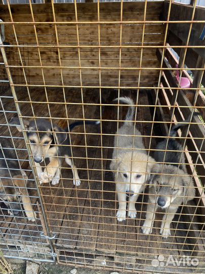 Отдам в добрые руки