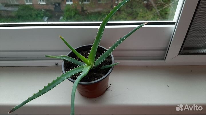 Алоэ столетник