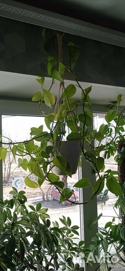 Сциндапсус neon