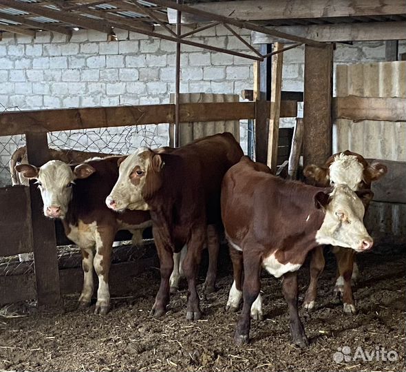 Продаются бычки