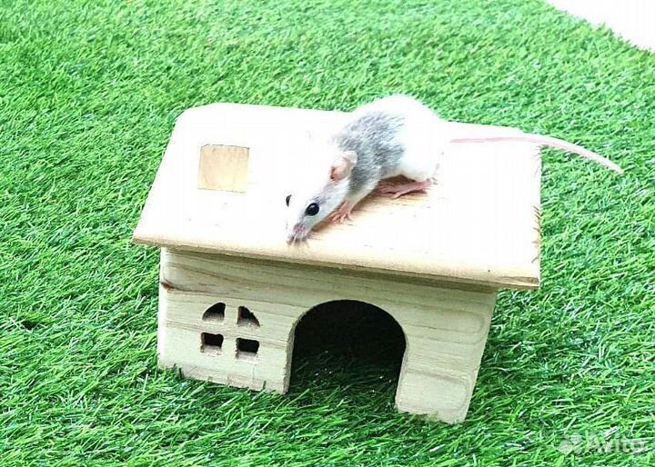 Мастомис натальсккая мышь