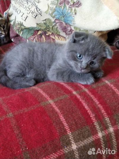 Шотландские котята