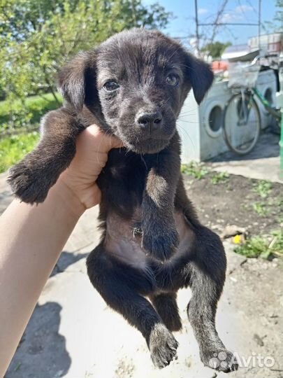 Щенки обычные