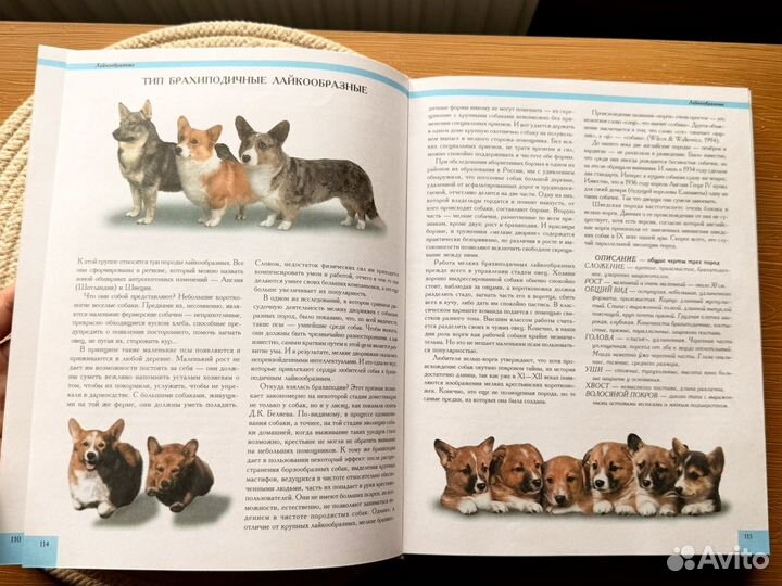 Энциклопедия Собаки мира 2001 первое издание