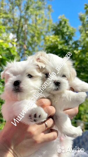 Щенки мальтезе