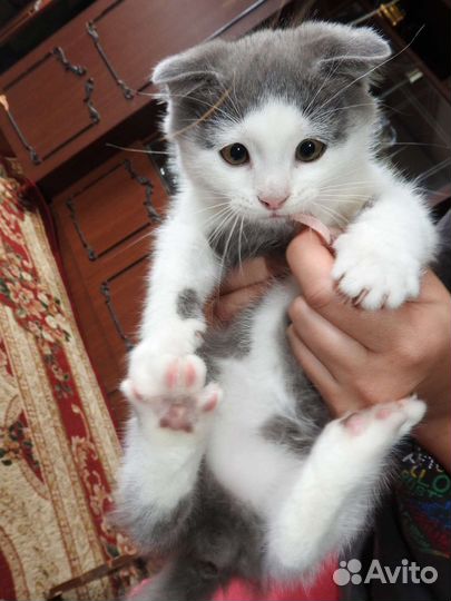 Котик вислоухий в добрые руки