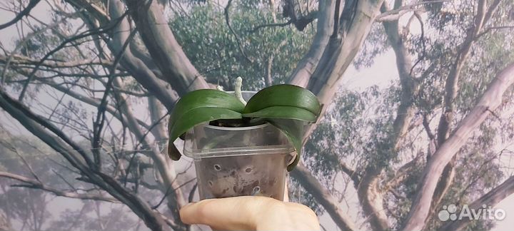 Фаленопсис бабочка Ever spring king ES